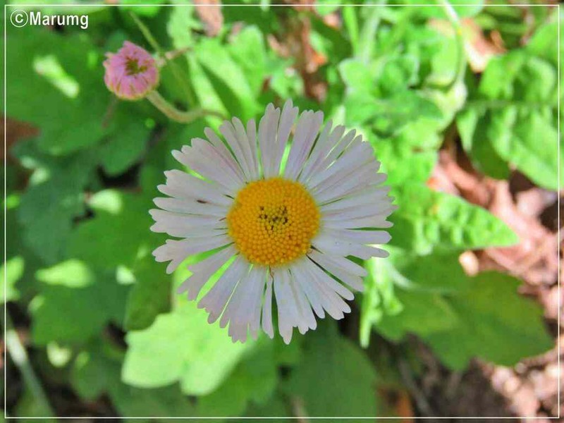 Erigeron dryophyllus photo 6
