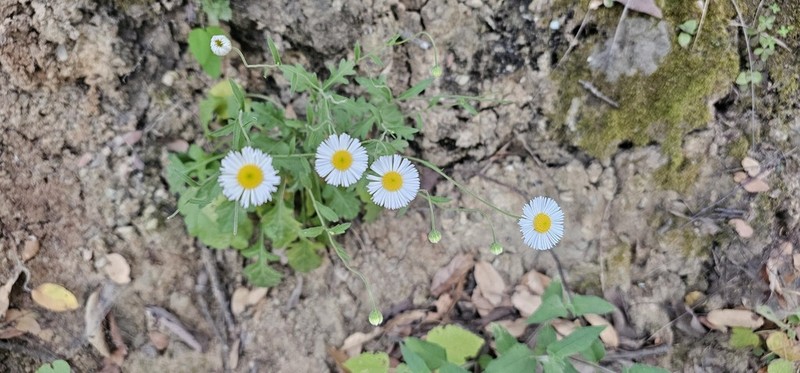Erigeron dryophyllus photo 7