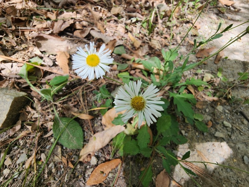 Erigeron dryophyllus photo 8