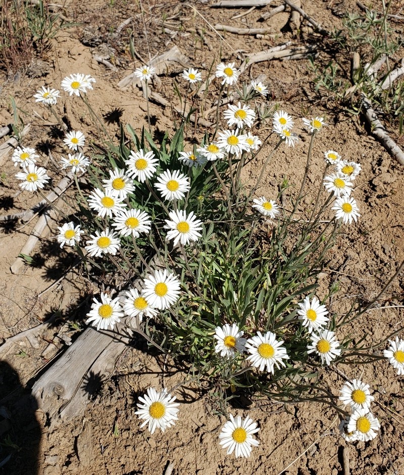 Eaton's Fleabane
