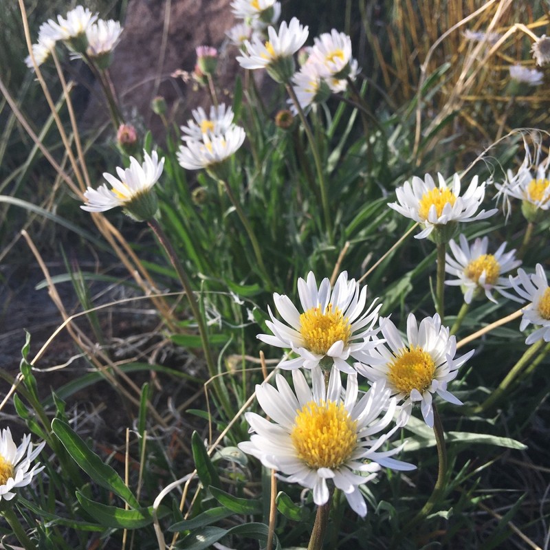 Eaton's Fleabane photo 2