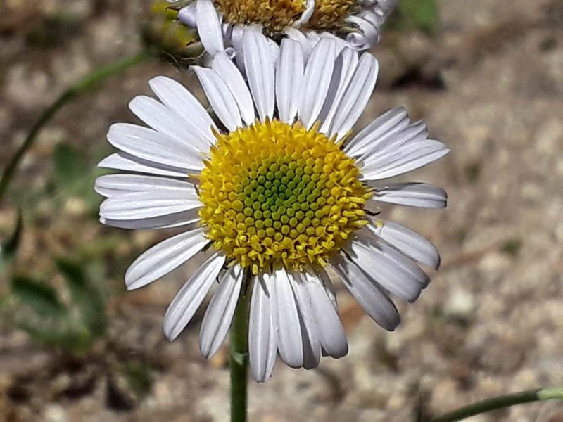 Eaton's Fleabane photo 3