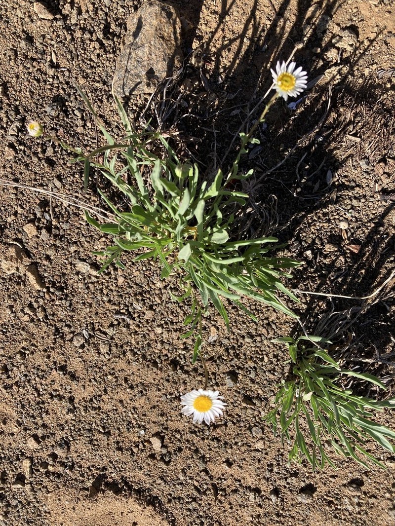 Eaton's Fleabane photo 4