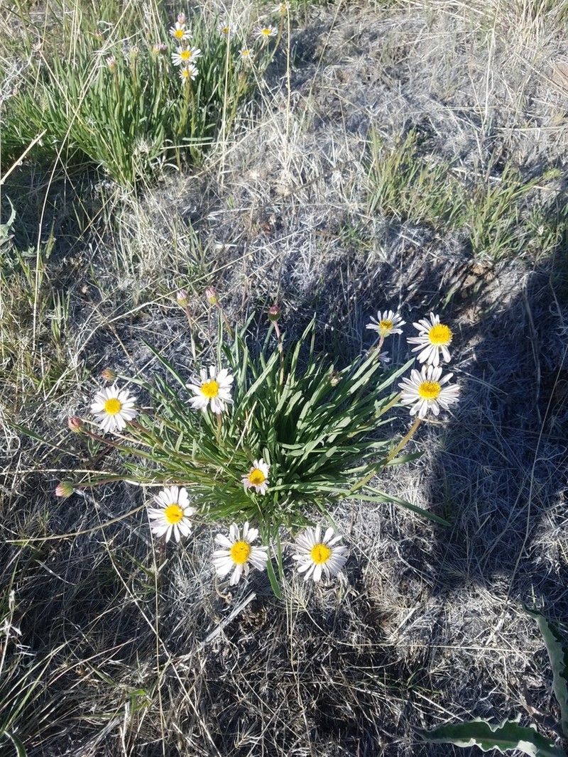 Eaton's Fleabane photo 5