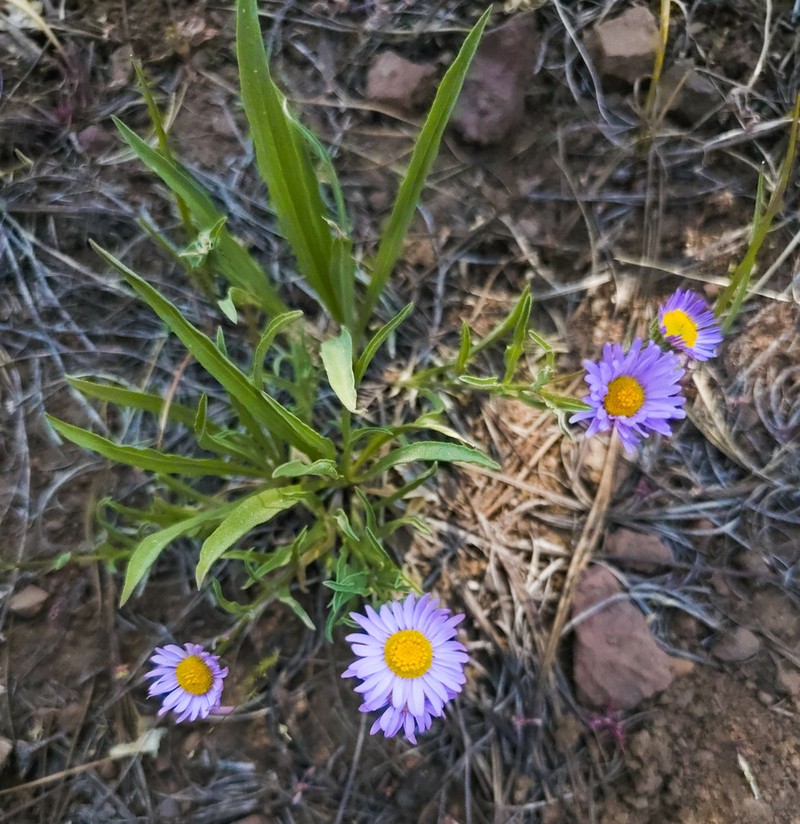 Eaton's Fleabane photo 6