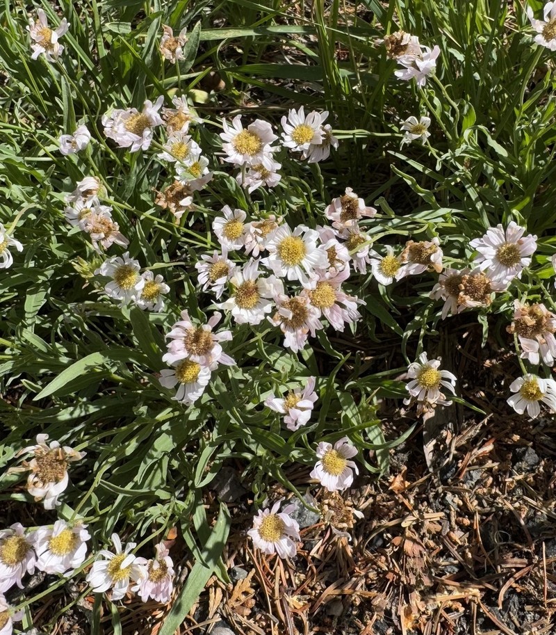 Eaton's Fleabane photo 7