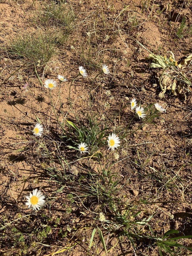 Eaton's Fleabane photo 8