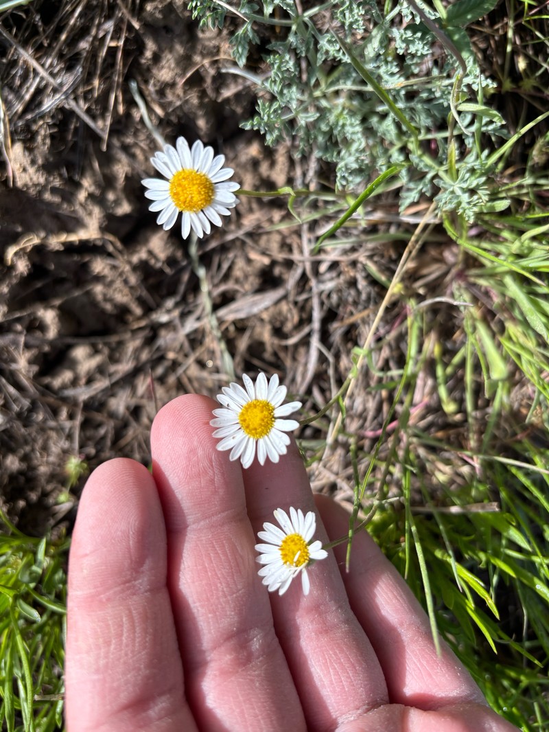Erigeron eatonii var. eatonii