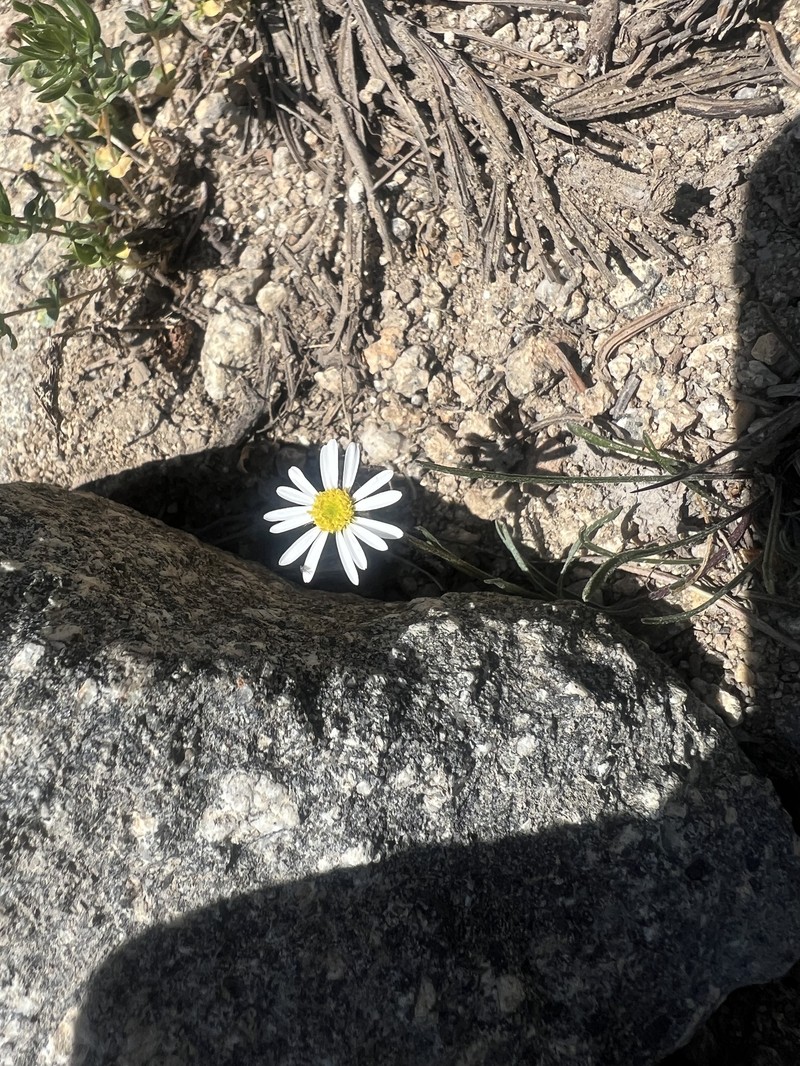 Erigeron eatonii var. eatonii photo 2
