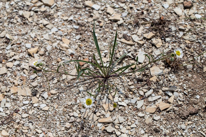 Erigeron eatonii var. eatonii photo 3