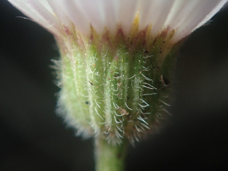 Erigeron eatonii var. eatonii photo 4