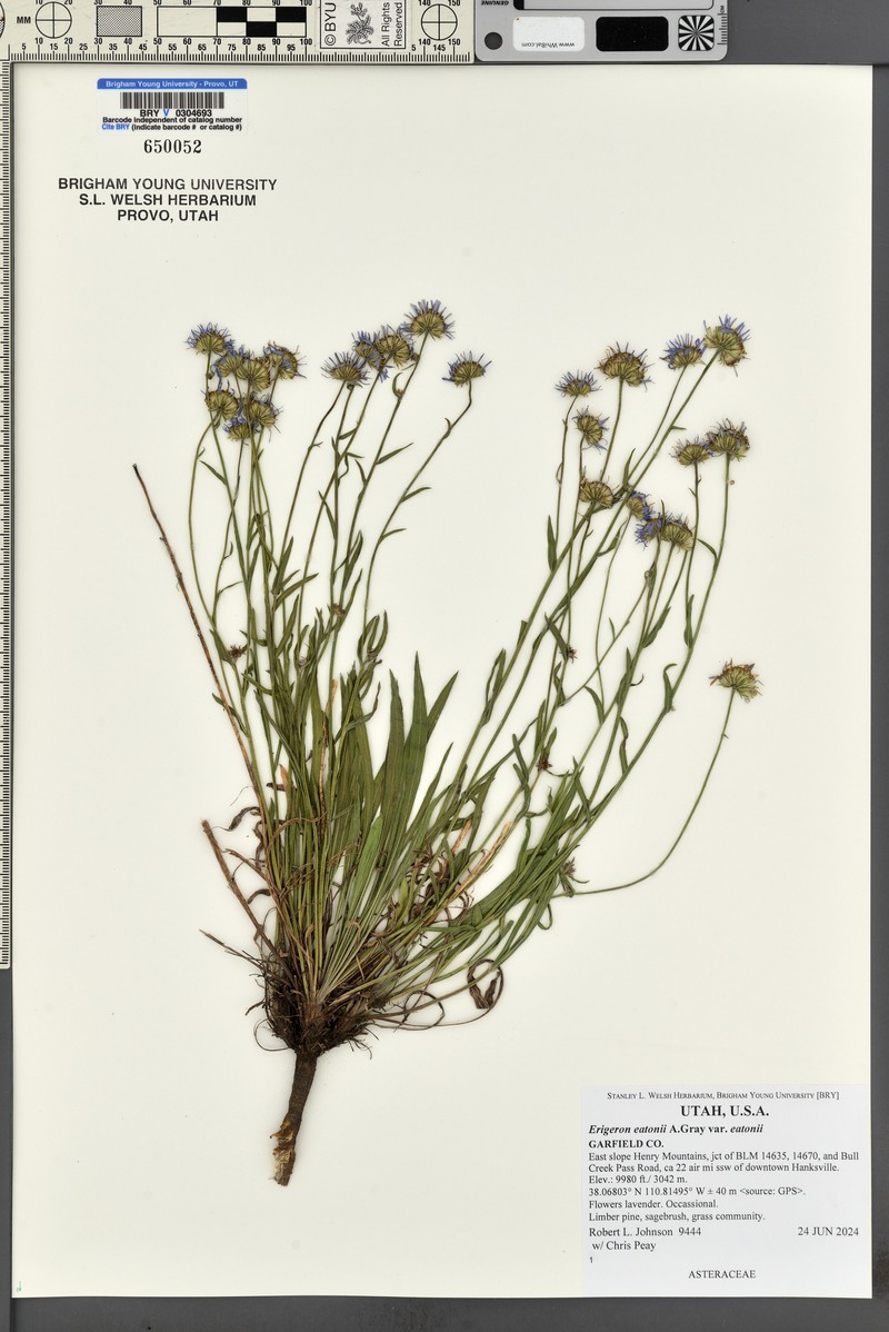 Erigeron eatonii var. eatonii photo 5