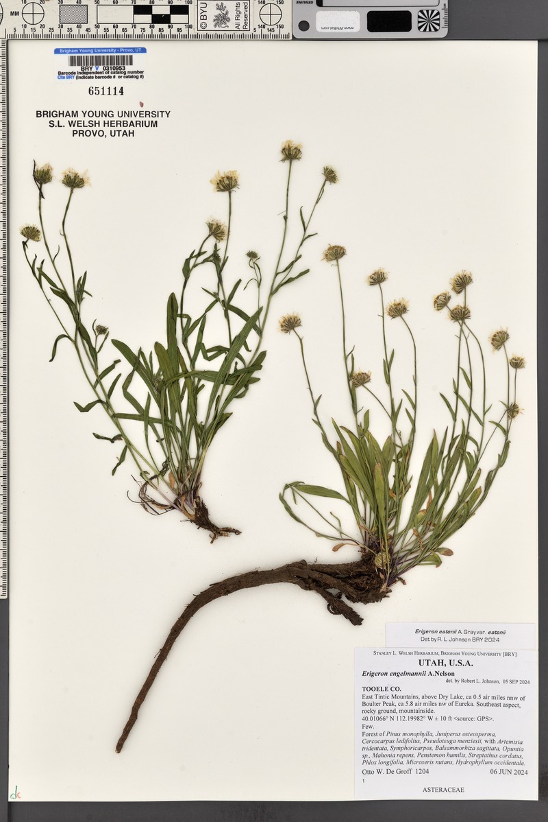 Erigeron eatonii var. eatonii photo 6