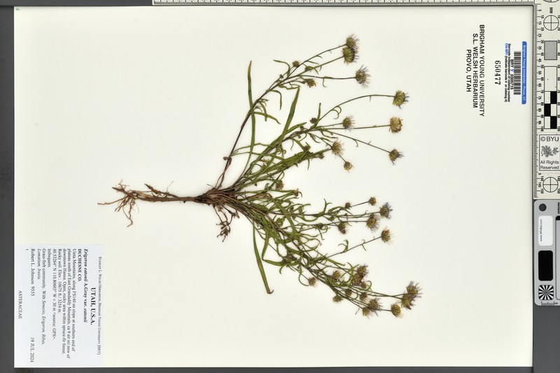Erigeron eatonii var. eatonii photo 7