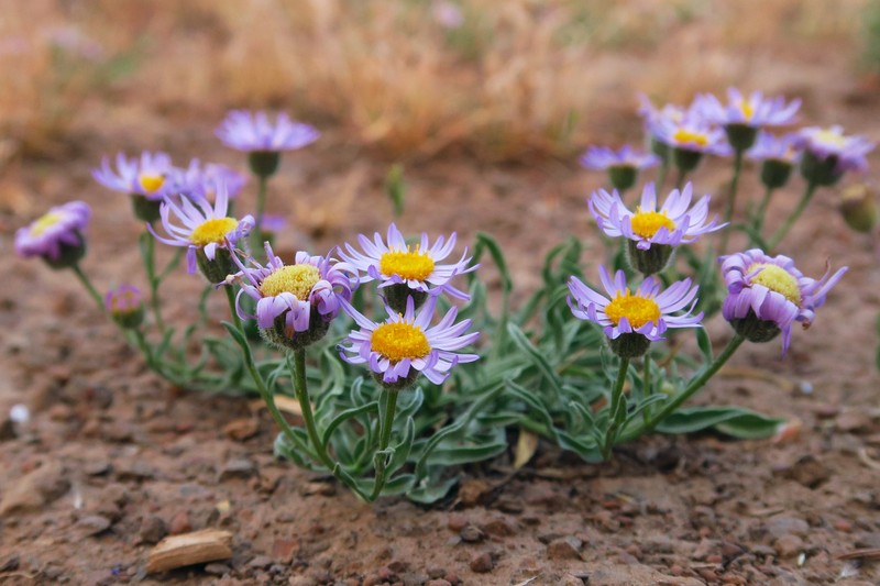 Erigeron eatonii var. lavandulus