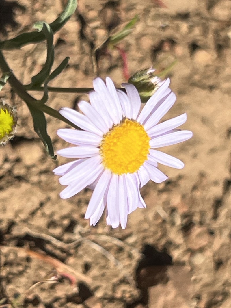 Erigeron eatonii var. lavandulus photo 2