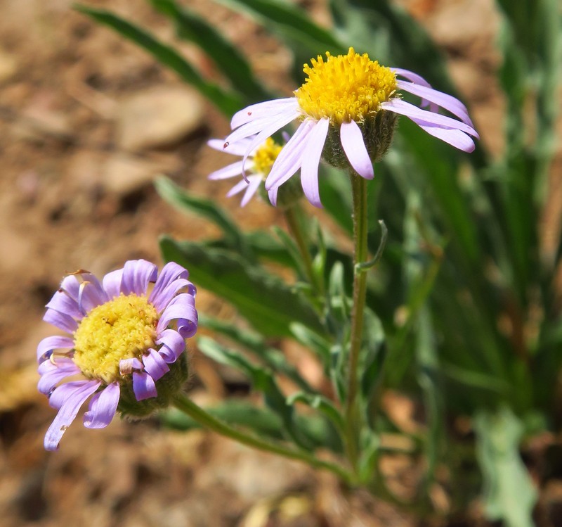 Erigeron eatonii var. lavandulus photo 3