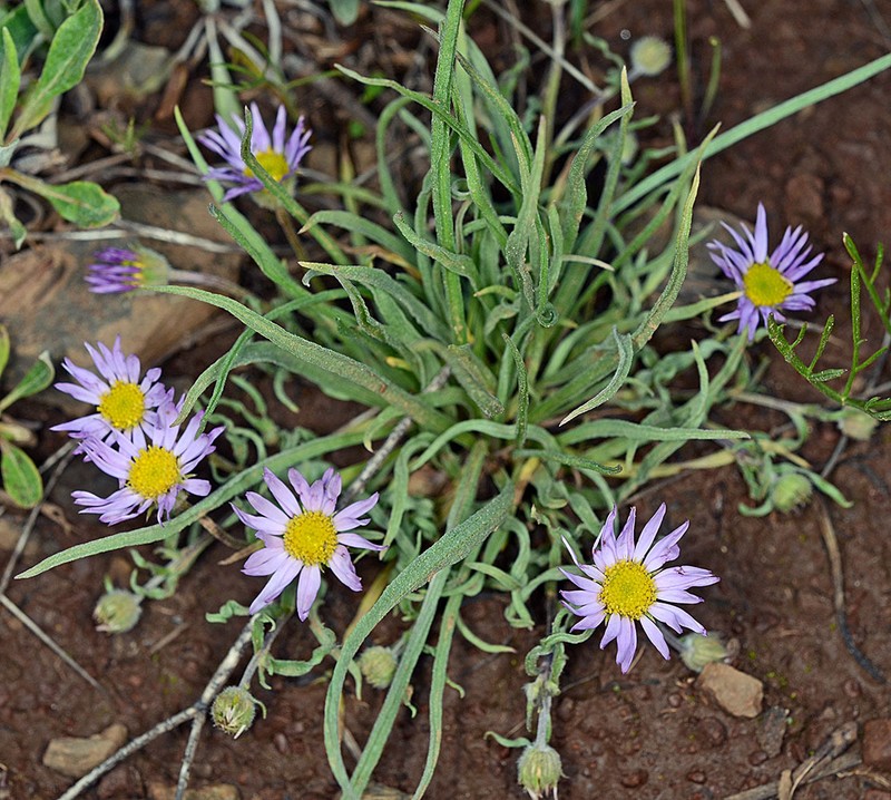 Erigeron eatonii var. lavandulus photo 4