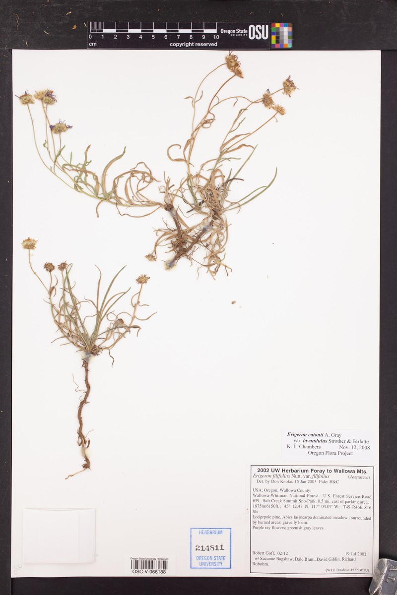 Erigeron eatonii var. lavandulus photo 6
