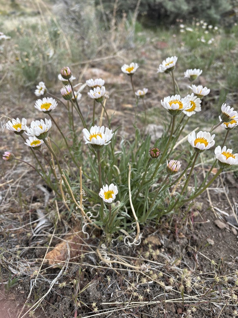 Erigeron eatonii var. nevadincola