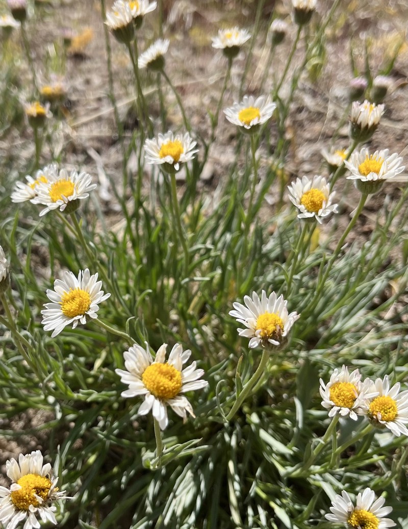 Erigeron eatonii var. nevadincola photo 2
