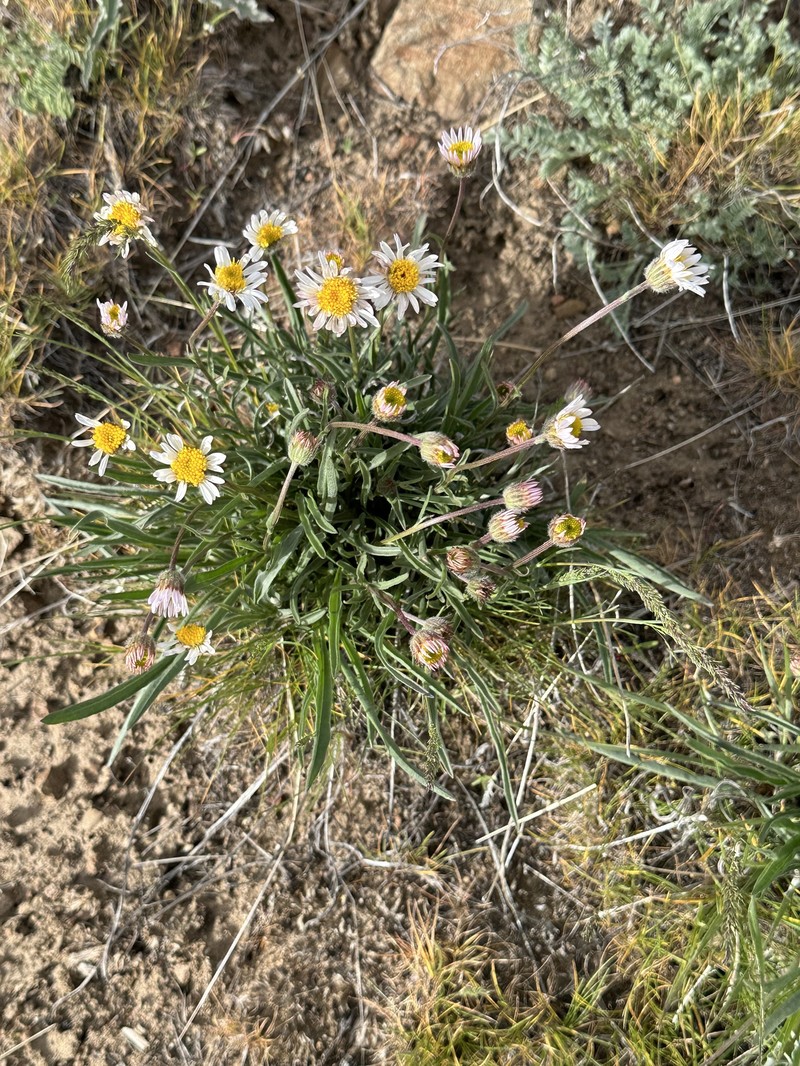 Erigeron eatonii var. nevadincola photo 3