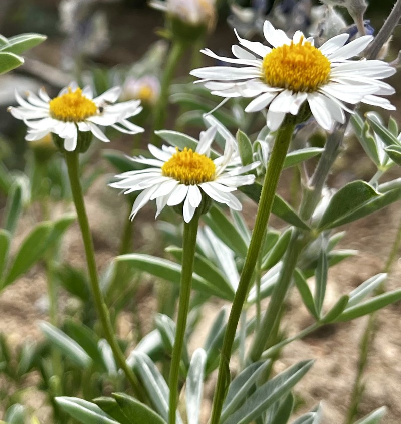 Erigeron eatonii var. nevadincola photo 4