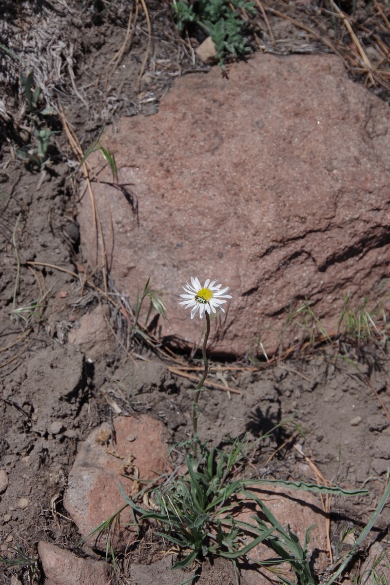Erigeron eatonii var. nevadincola photo 5