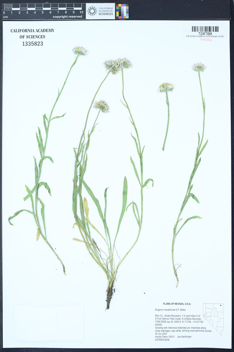 Erigeron eatonii var. nevadincola photo 6