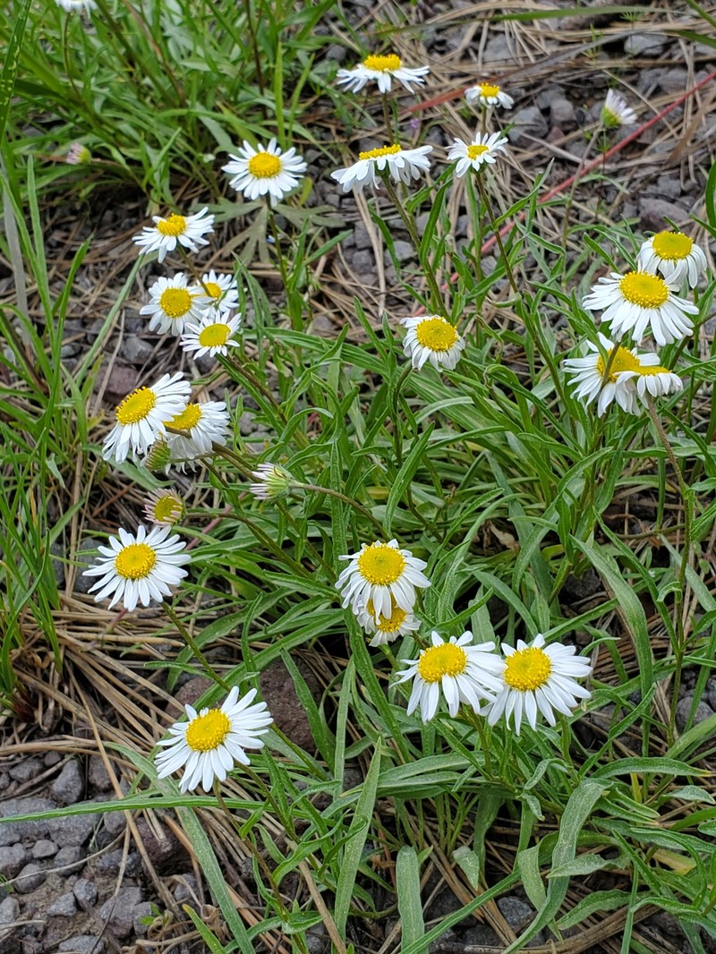 Erigeron eatonii var. plantagineus
