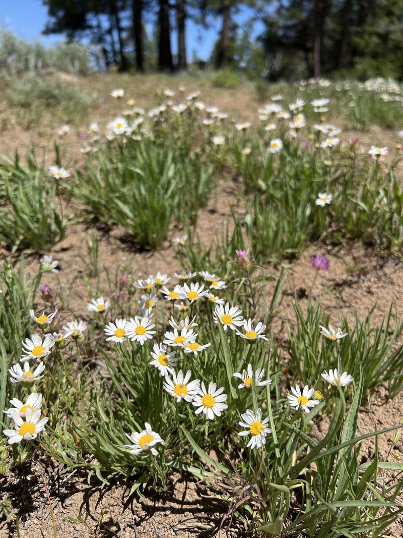 Erigeron eatonii var. plantagineus photo 2
