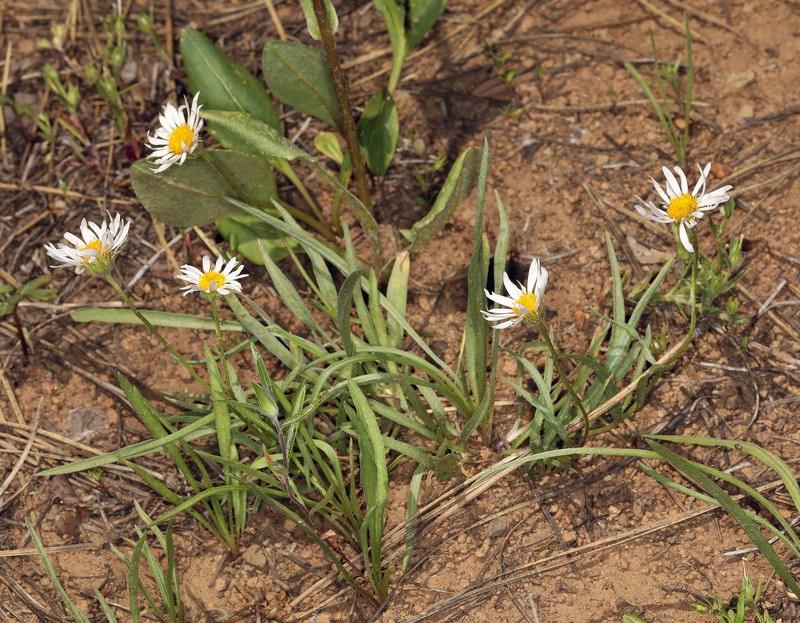 Erigeron eatonii var. plantagineus photo 3