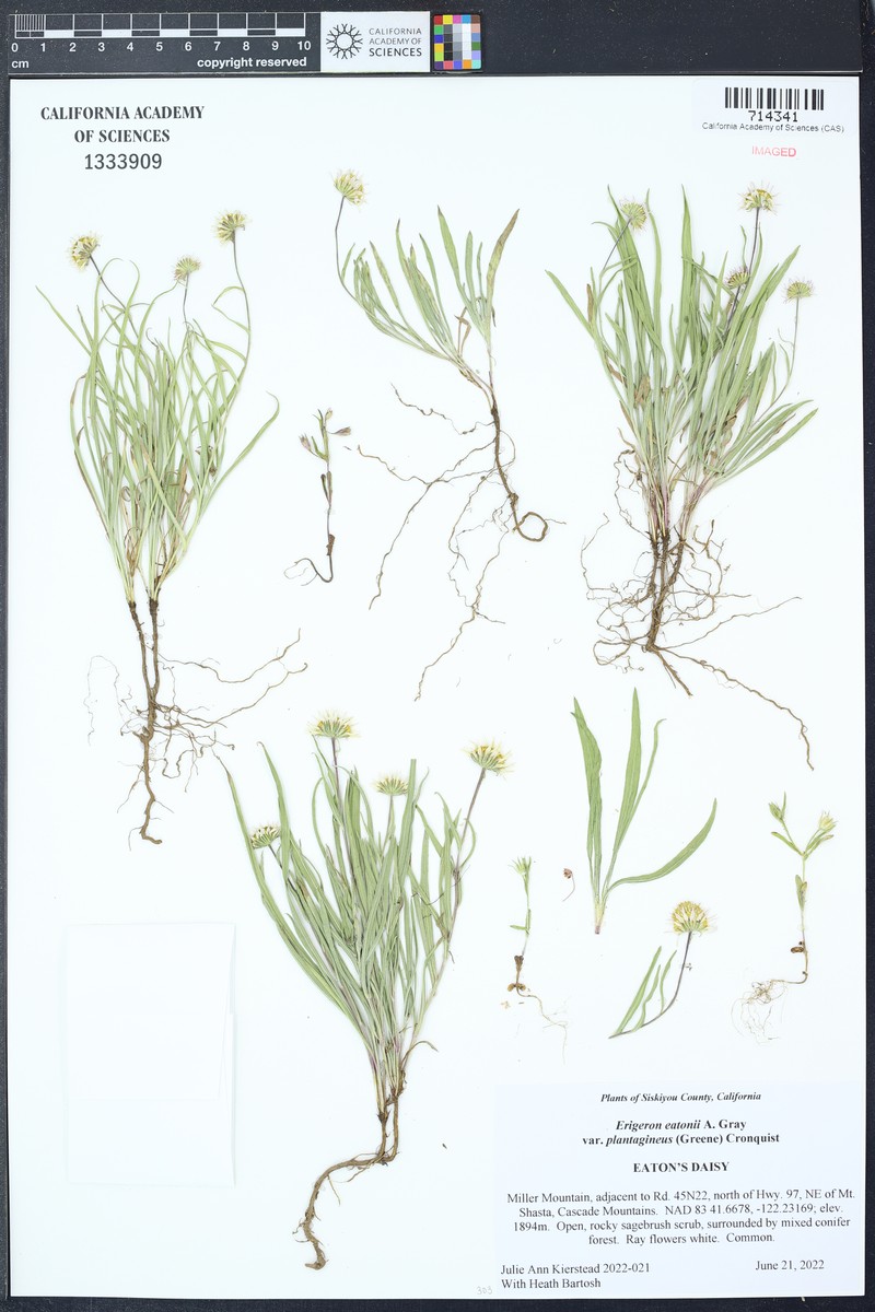 Erigeron eatonii var. plantagineus photo 5