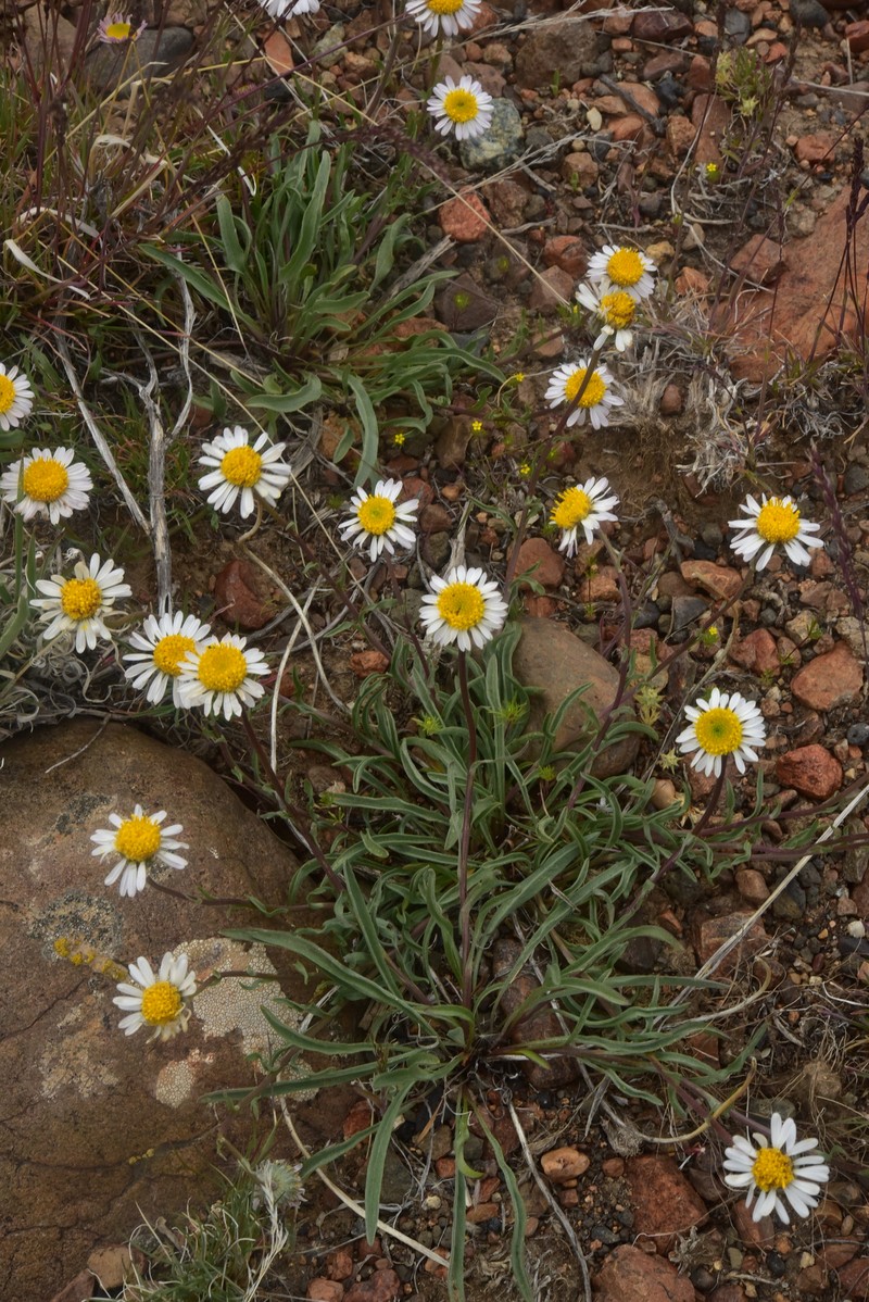 Erigeron eatonii var. sonnei