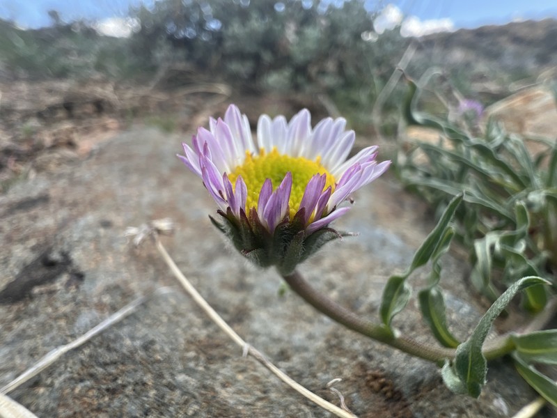 Erigeron eatonii var. sonnei photo 2