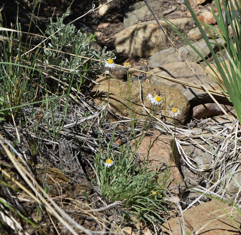 Erigeron eatonii var. sonnei photo 3