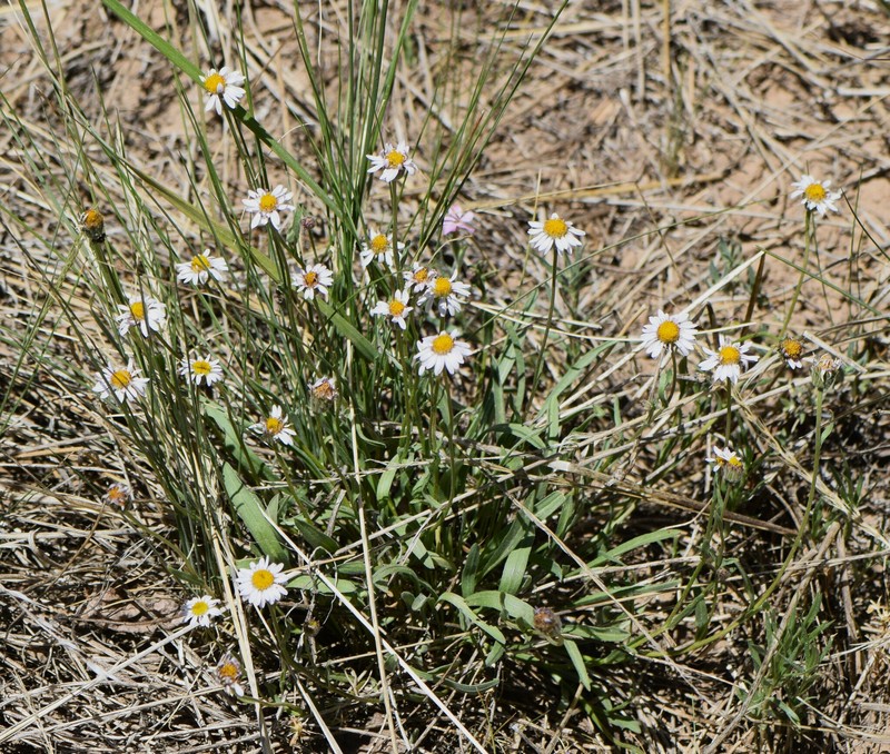 Erigeron eatonii var. sonnei photo 4