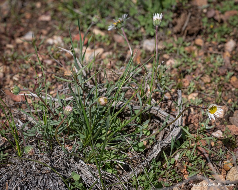 Erigeron eatonii var. sonnei photo 5