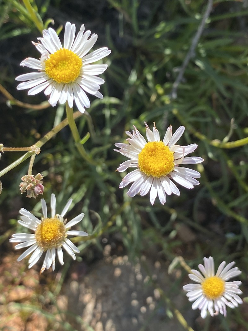 Erigeron eatonii var. sonnei photo 6