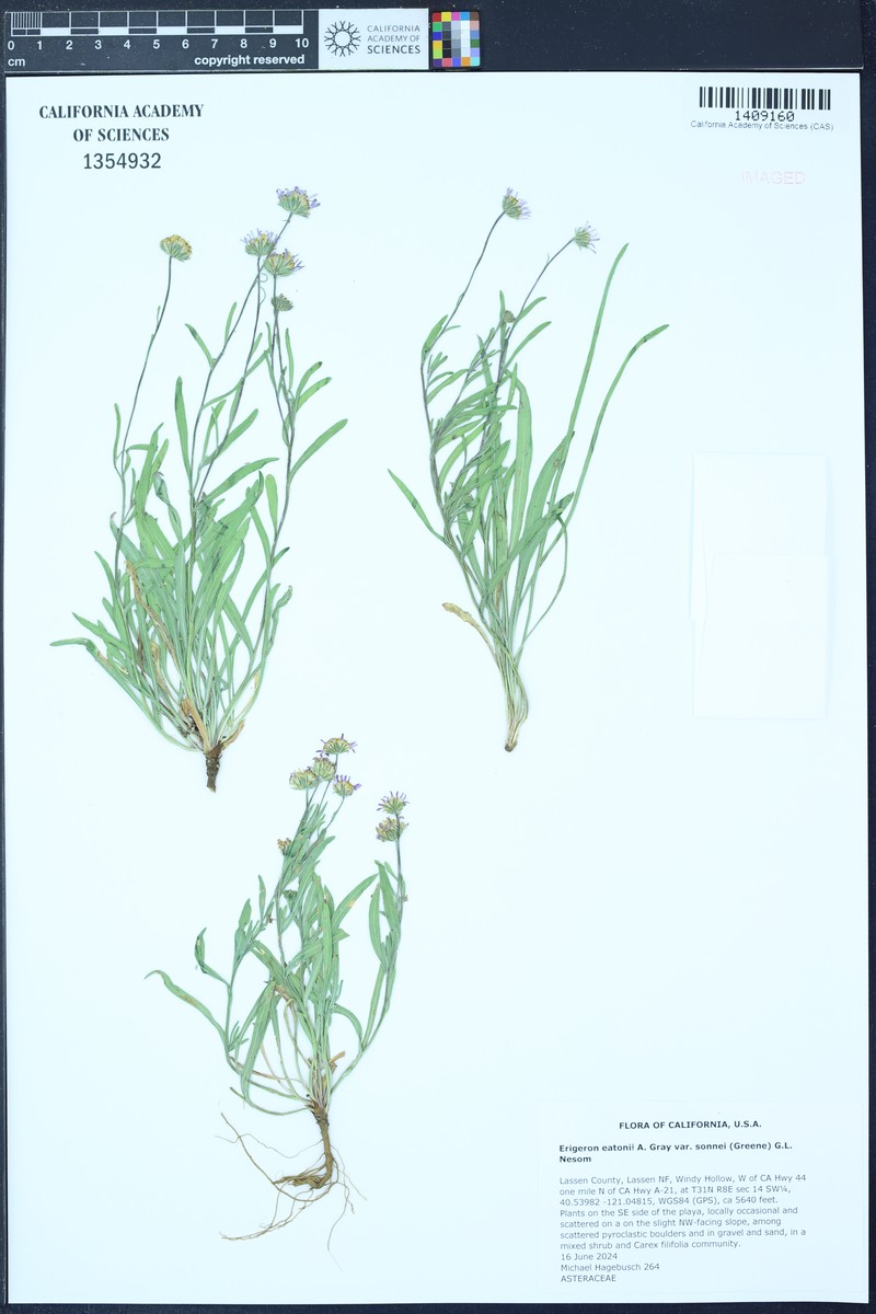 Erigeron eatonii var. sonnei photo 7