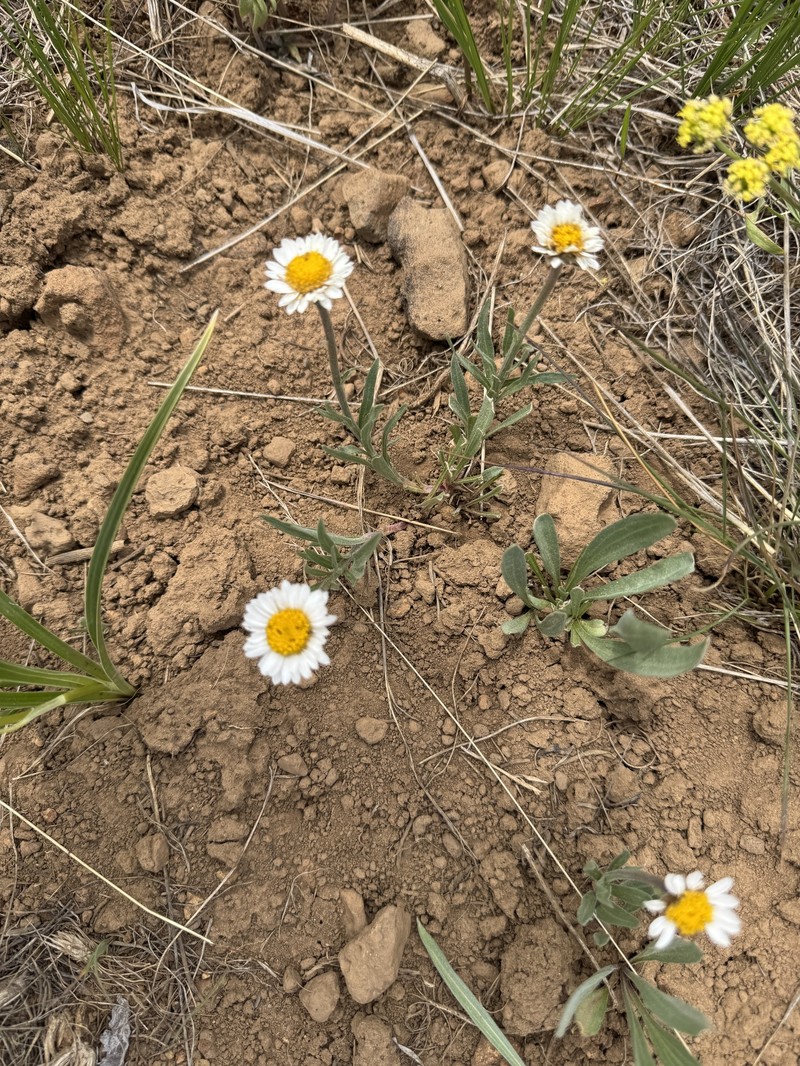 Erigeron eatonii var. villosus