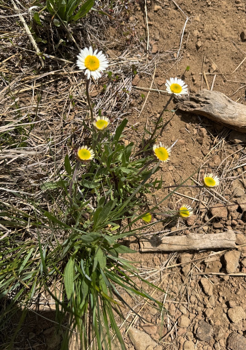Erigeron eatonii var. villosus photo 2