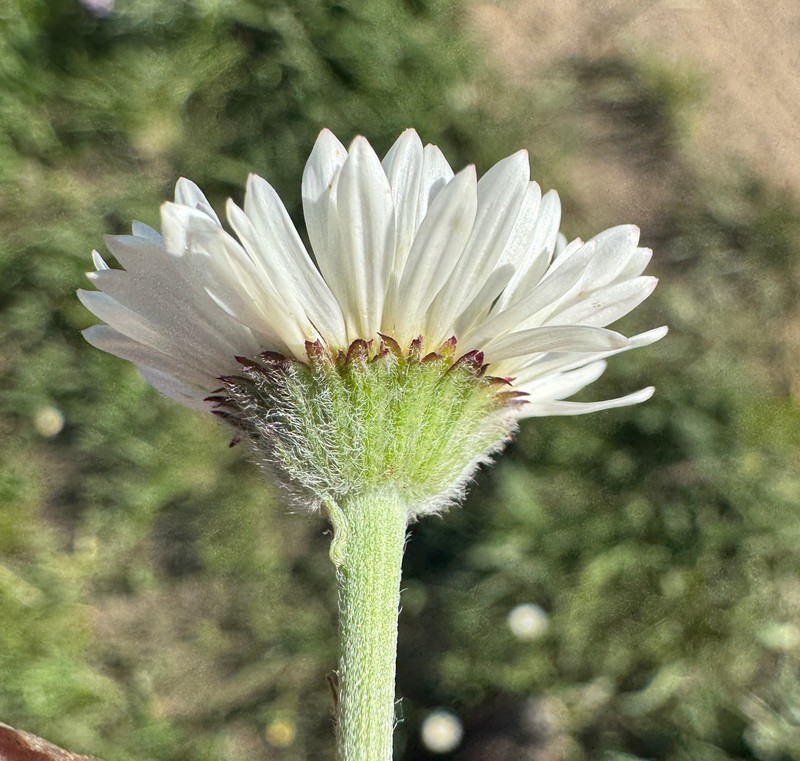 Erigeron eatonii var. villosus photo 3
