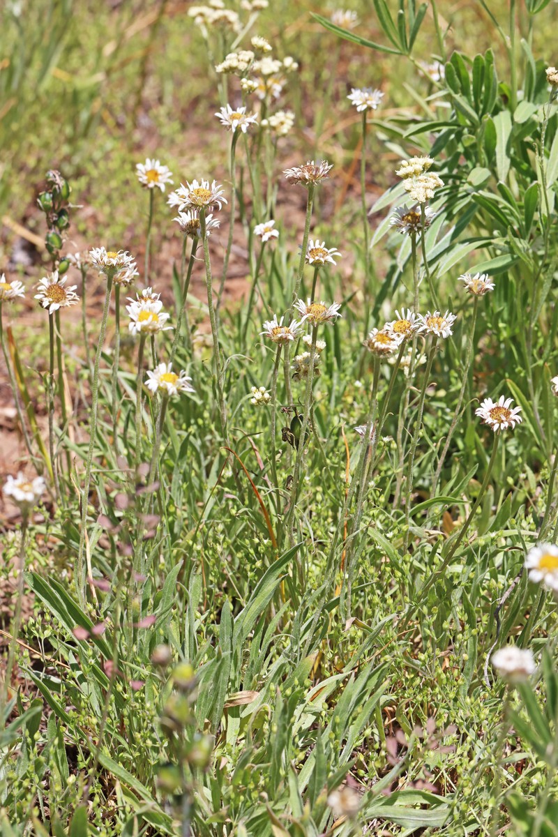 Erigeron eatonii var. villosus photo 4