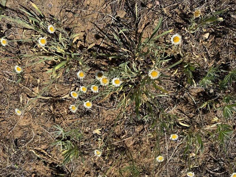 Erigeron eatonii var. villosus photo 5