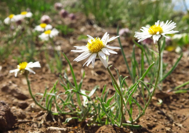 Erigeron eatonii var. villosus photo 6