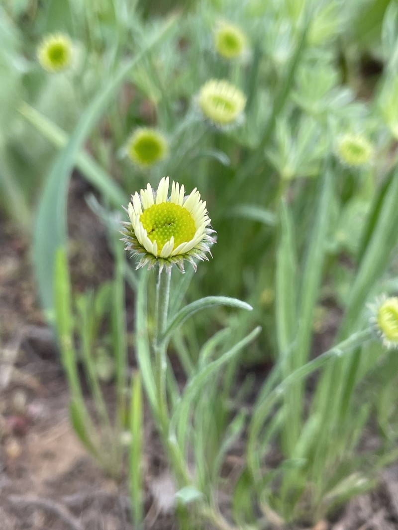 Erigeron eatonii var. villosus photo 7
