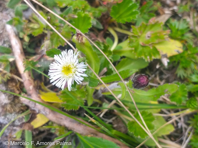 Erigeron ecuadoriensis photo 2
