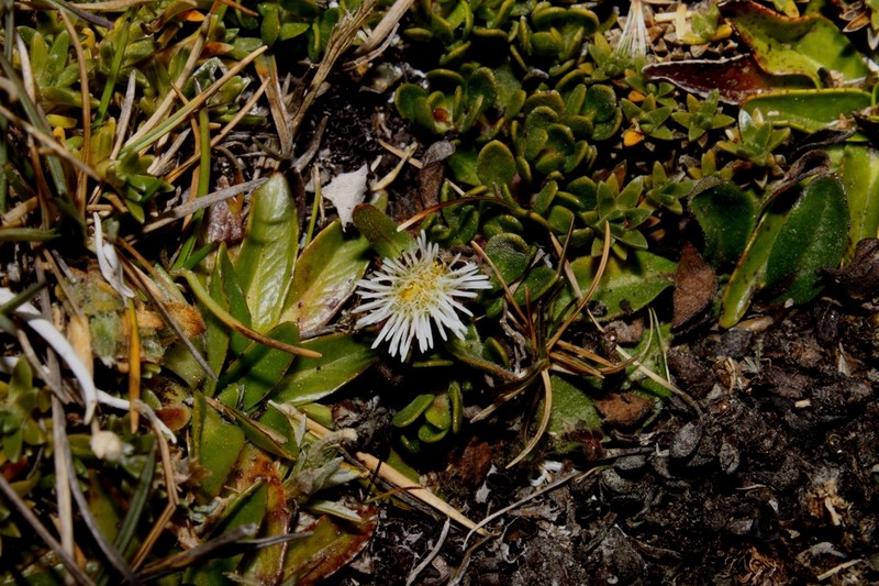 Erigeron ecuadoriensis photo 3