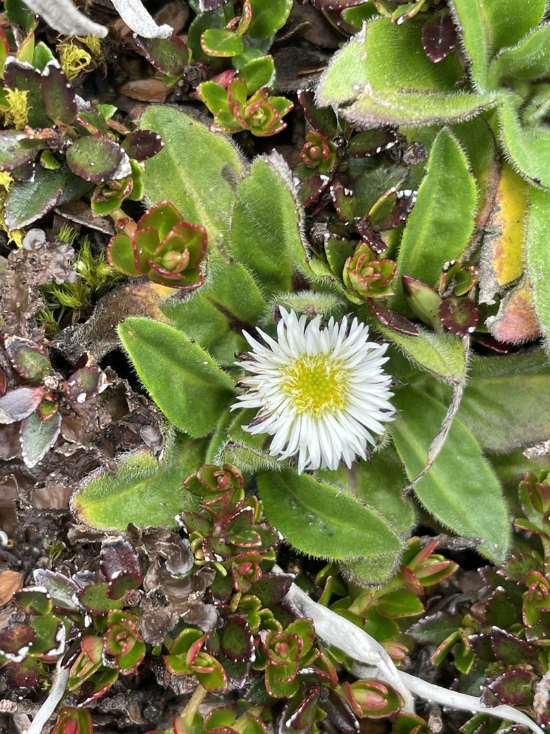 Erigeron ecuadoriensis photo 4